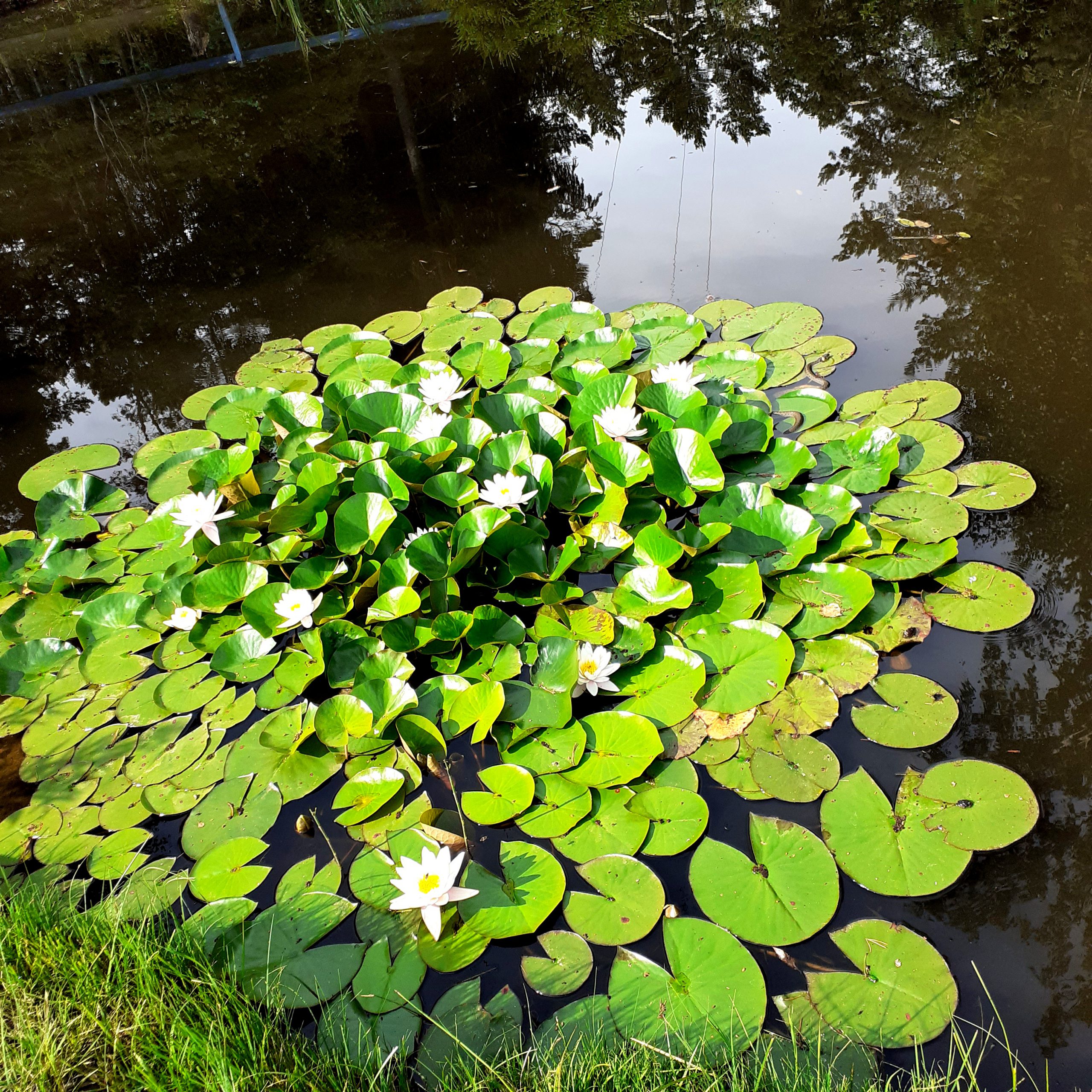 Näckrosor.